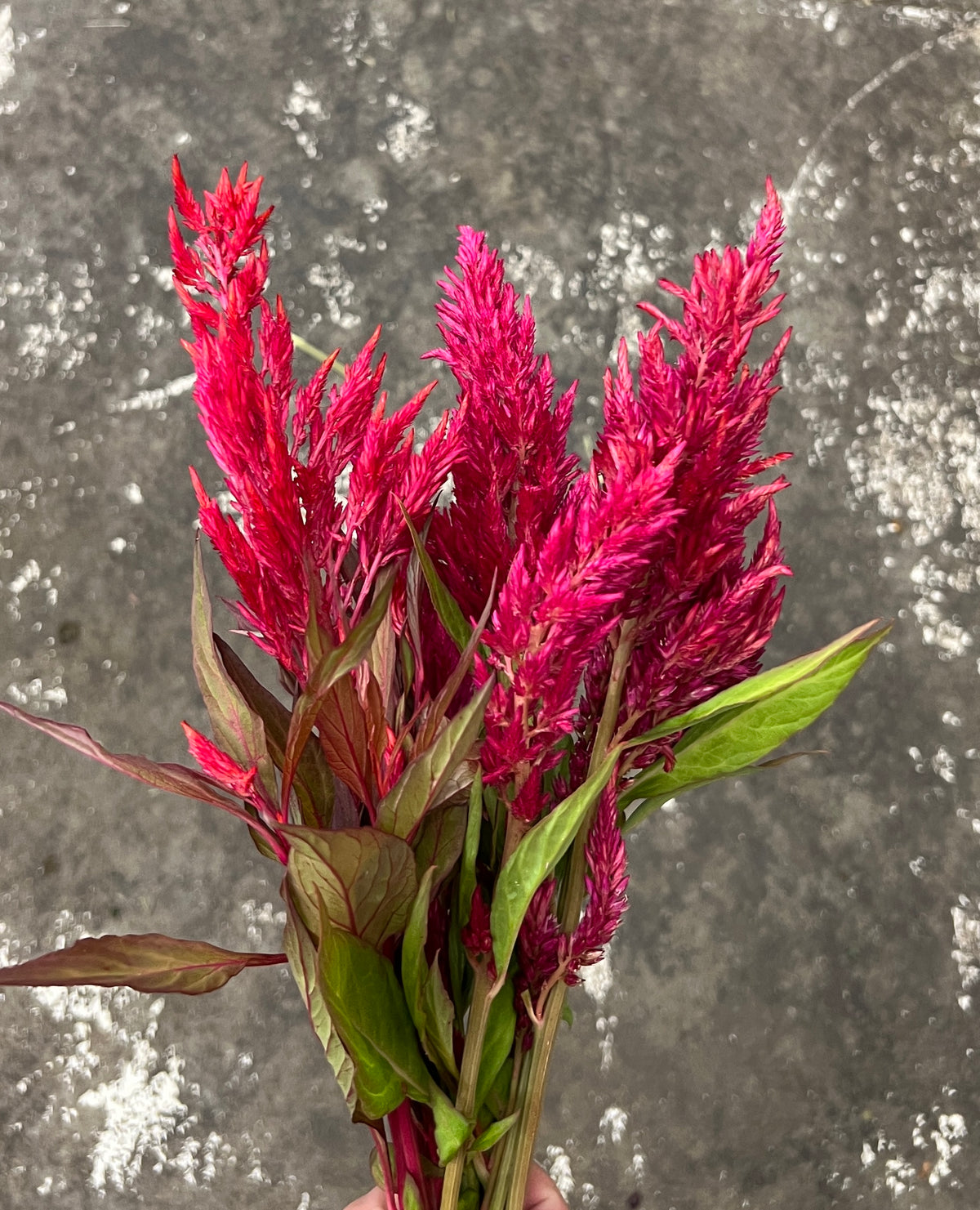 Celosia Feathery Red Bunch(10)