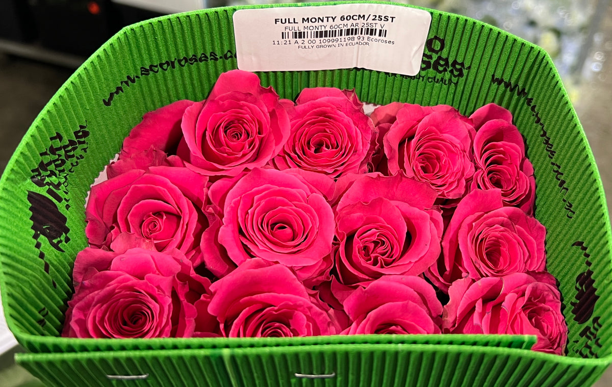 Rose Full Monte 60 Cm