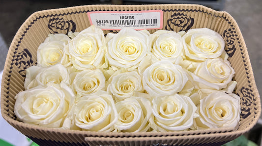 Rose Escimo 50 Cm