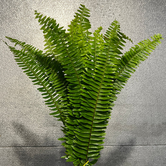 Sword Fern