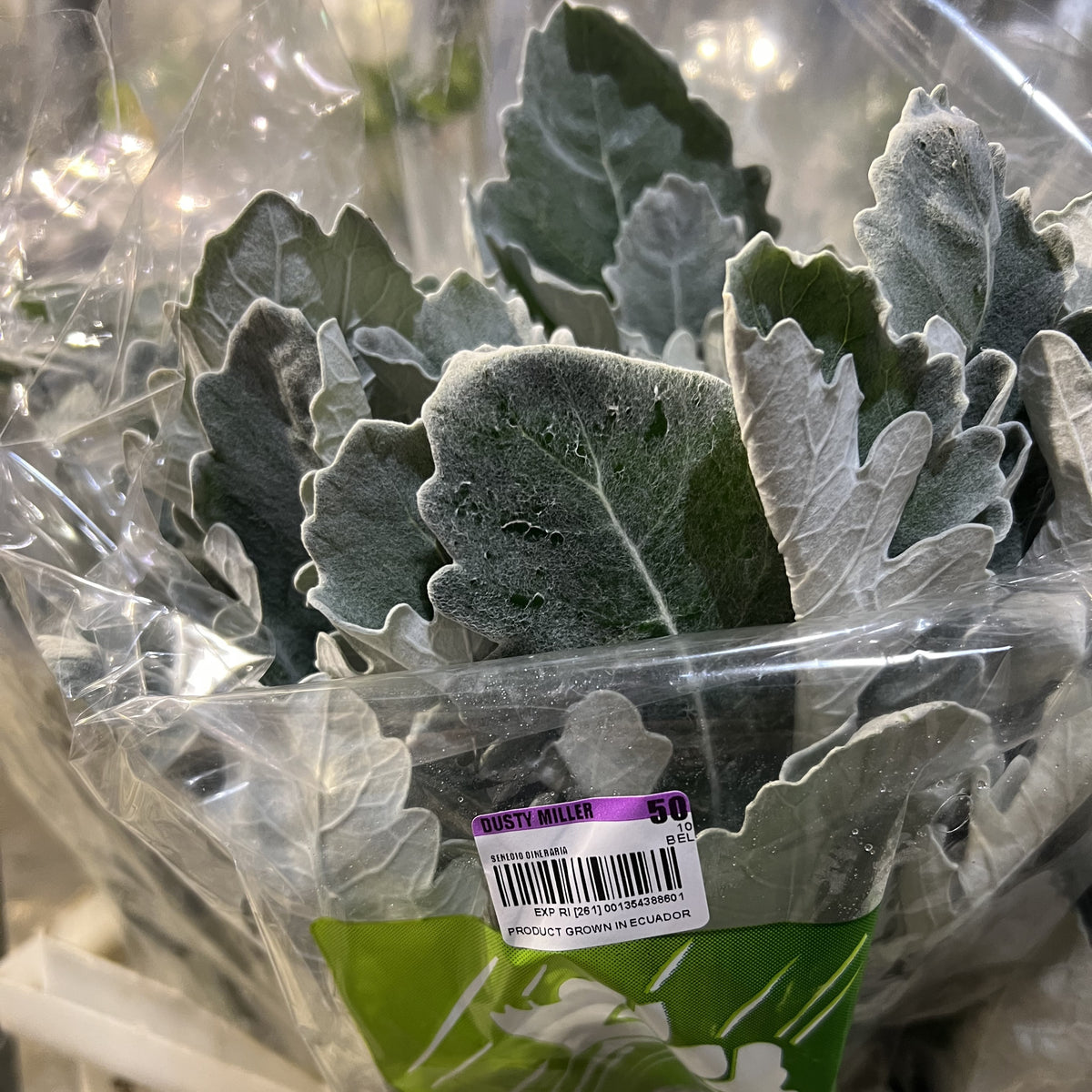 Dusty Miller