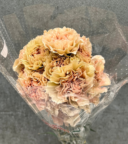 Carnation Caramel
