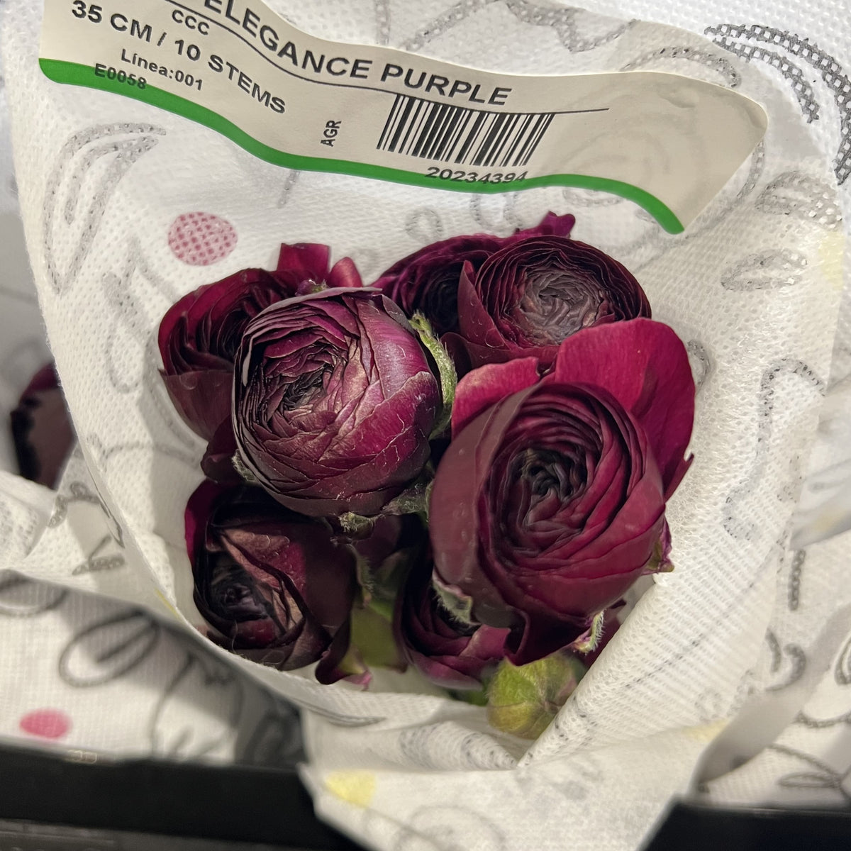 Ranunculus Purple