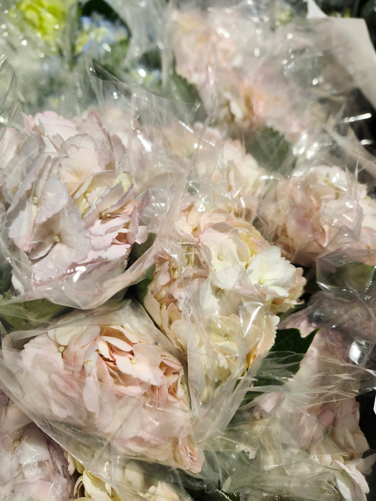 Hydrangea Pink