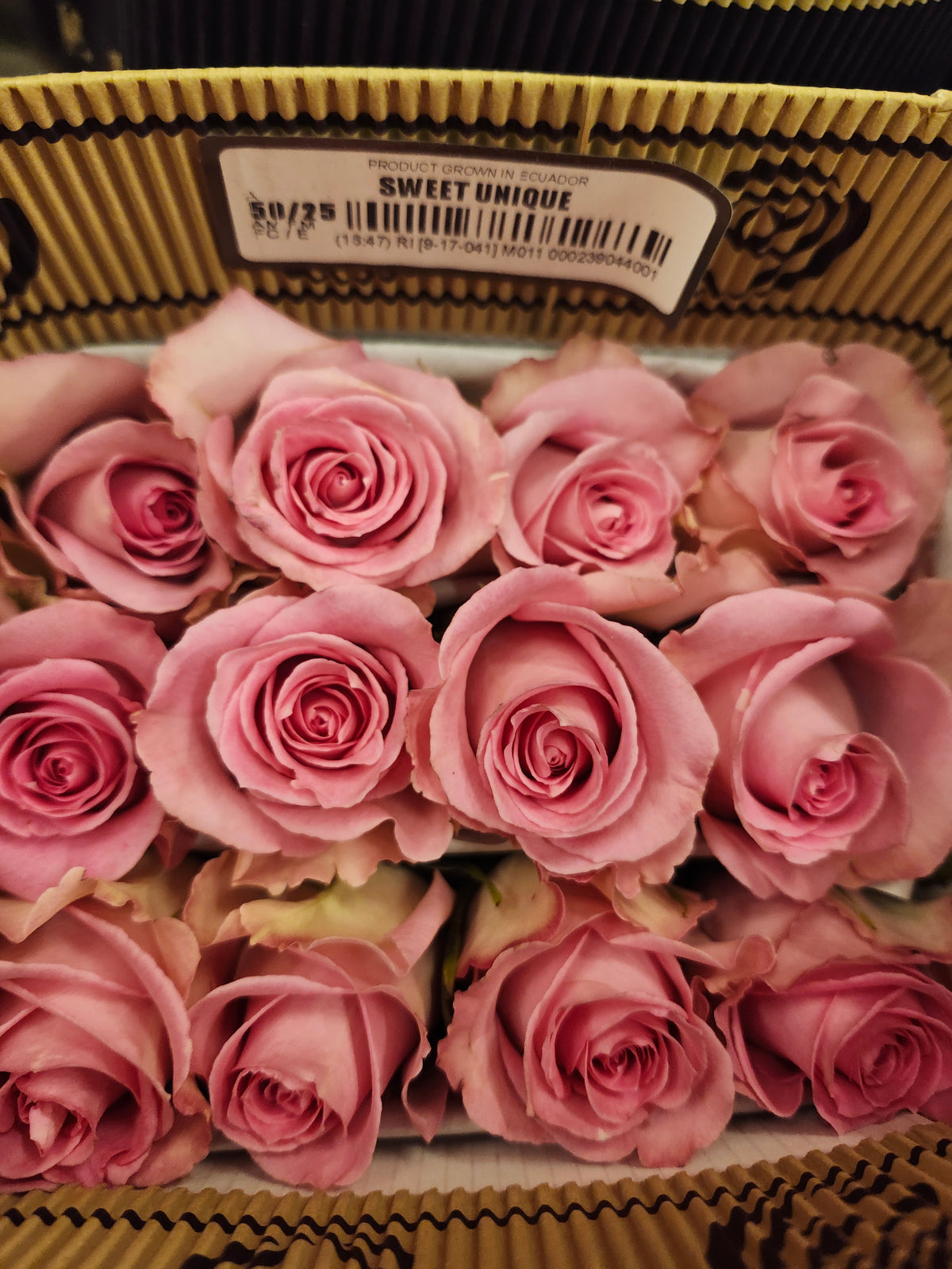 Rose Sweet Unique 50 Cm