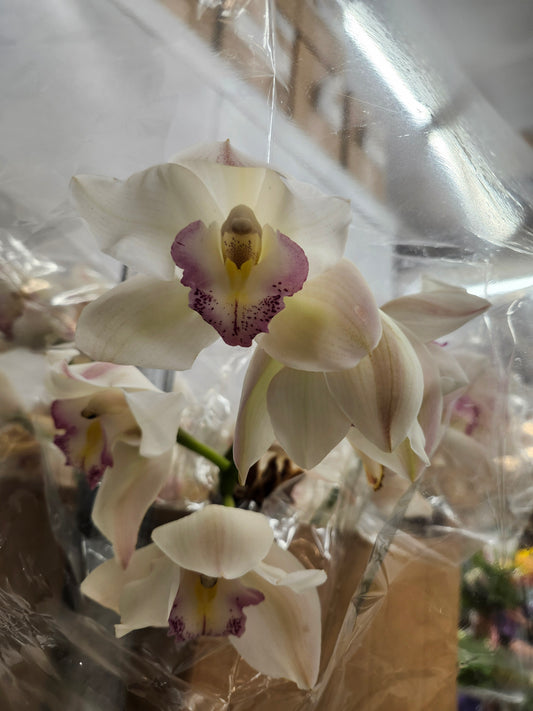 Orchid Cymbidium Spray White-Blush Throat
