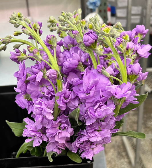 Stock Medium Purple (Mid-Blue)