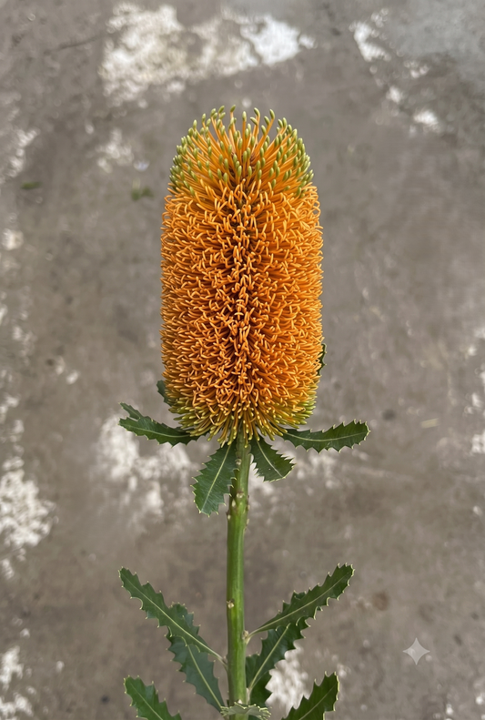 Banksia Orange