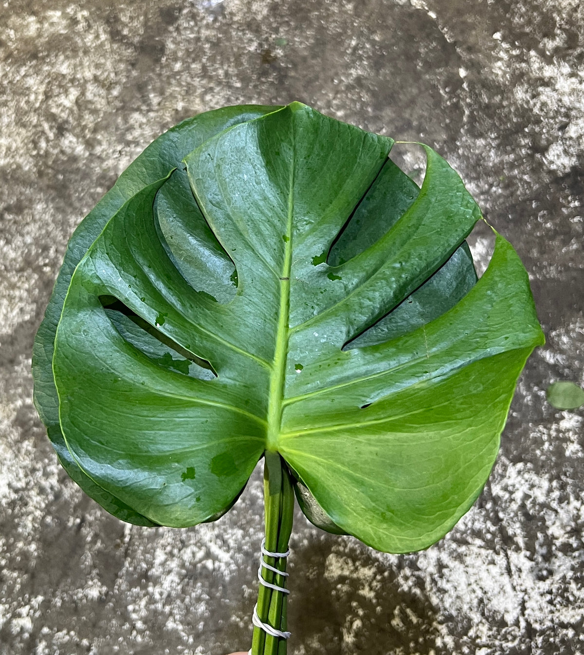 Monstera Small