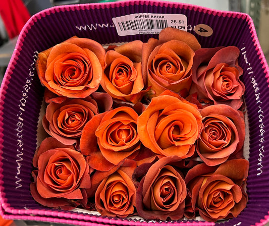 Rose Coffee Break 50 Cm