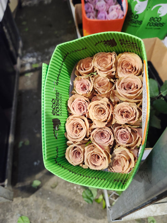 Rose Toffee 50 Cm