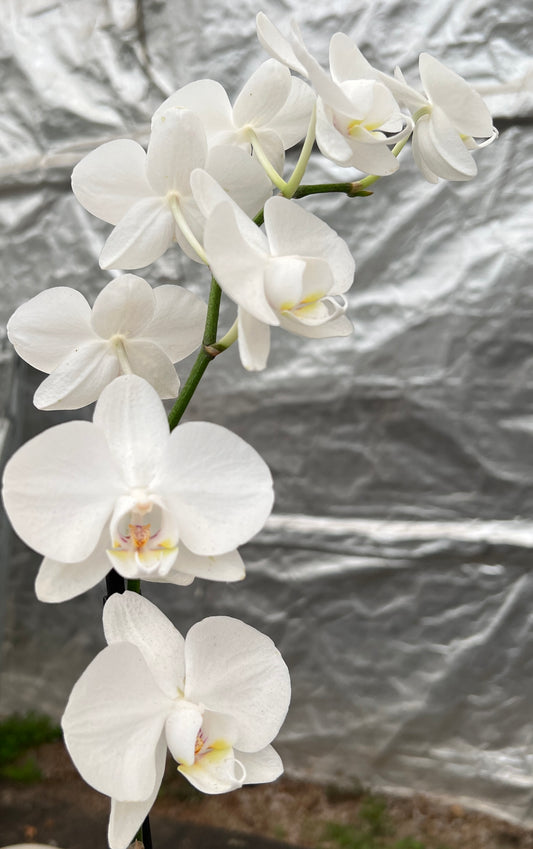 Orchid Phalenopsis White