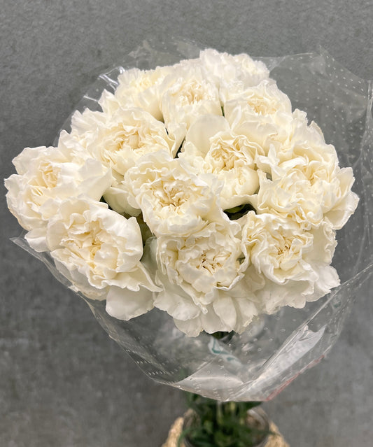 Carnation White