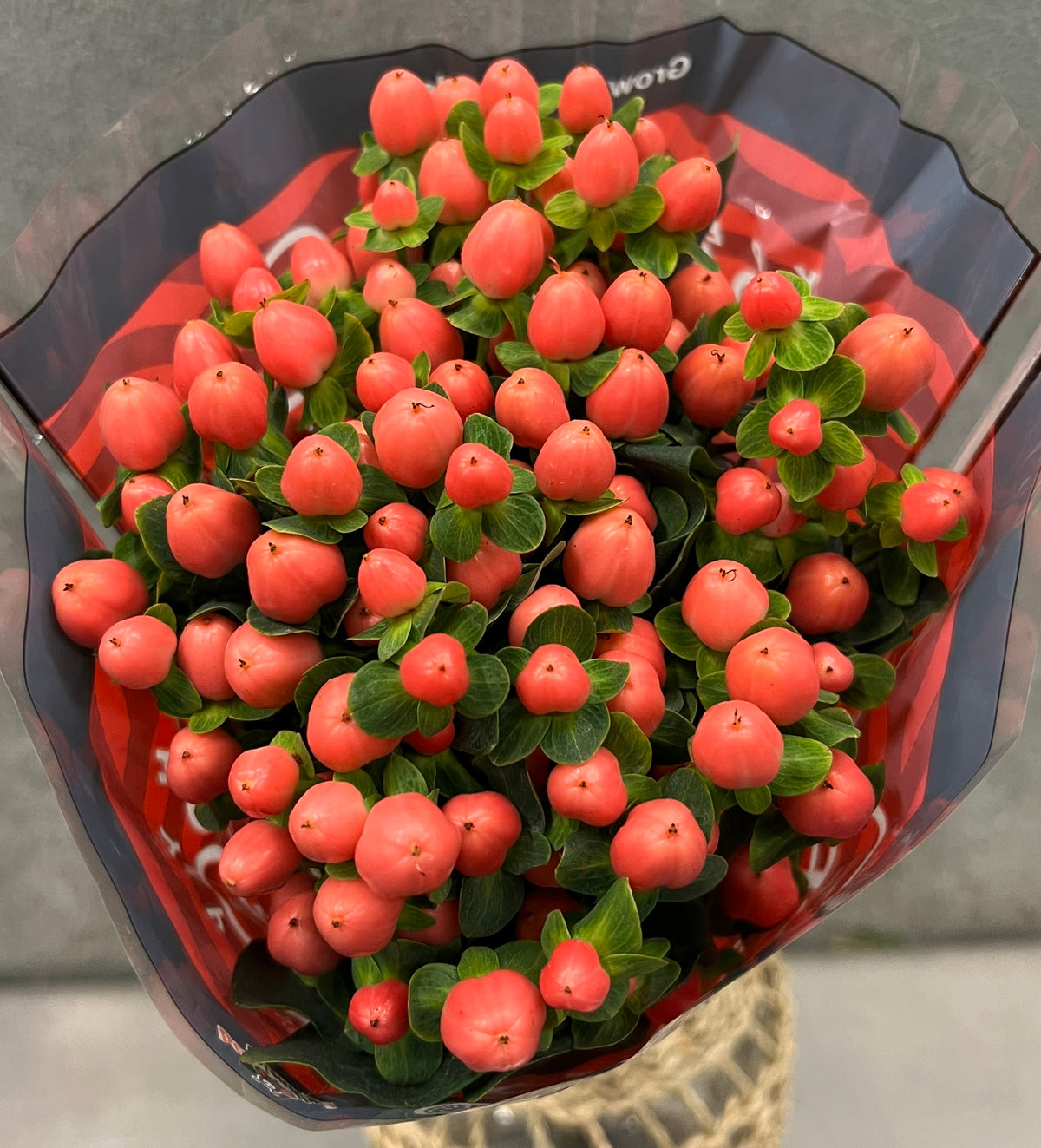 Hypericum Pink
