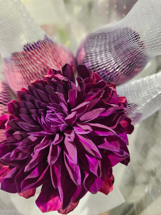 Dahlia