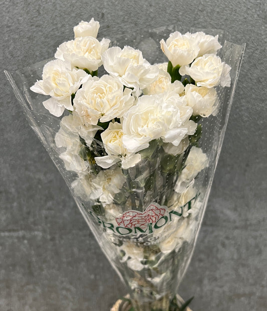 Carnation Mini White Bu(10)