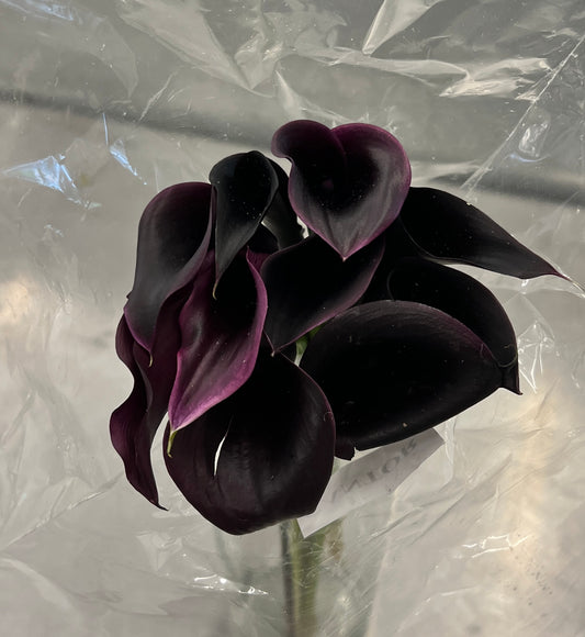 Calla Mini Schwartz