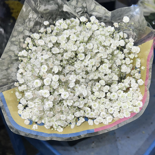 Gypsophillia Excellence