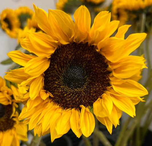 Sunflower Dark Center