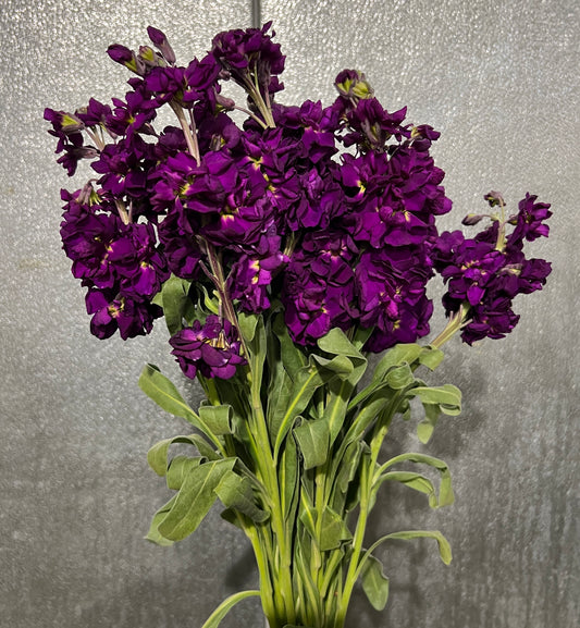 Stock Dark Purple