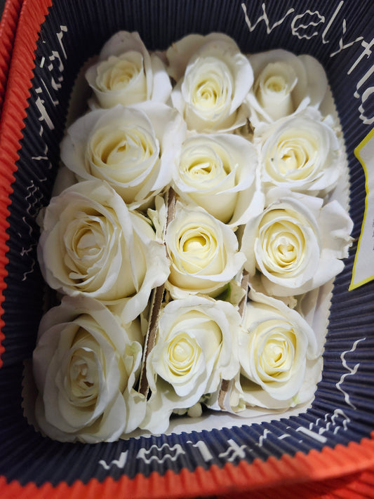 Rose Tibet 50 Cm