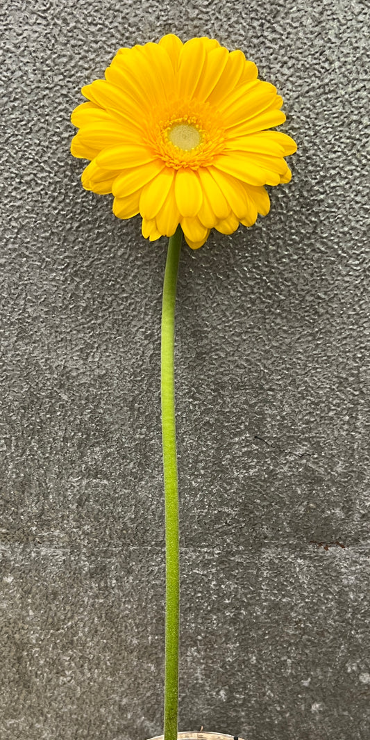 Gerbera Yellow