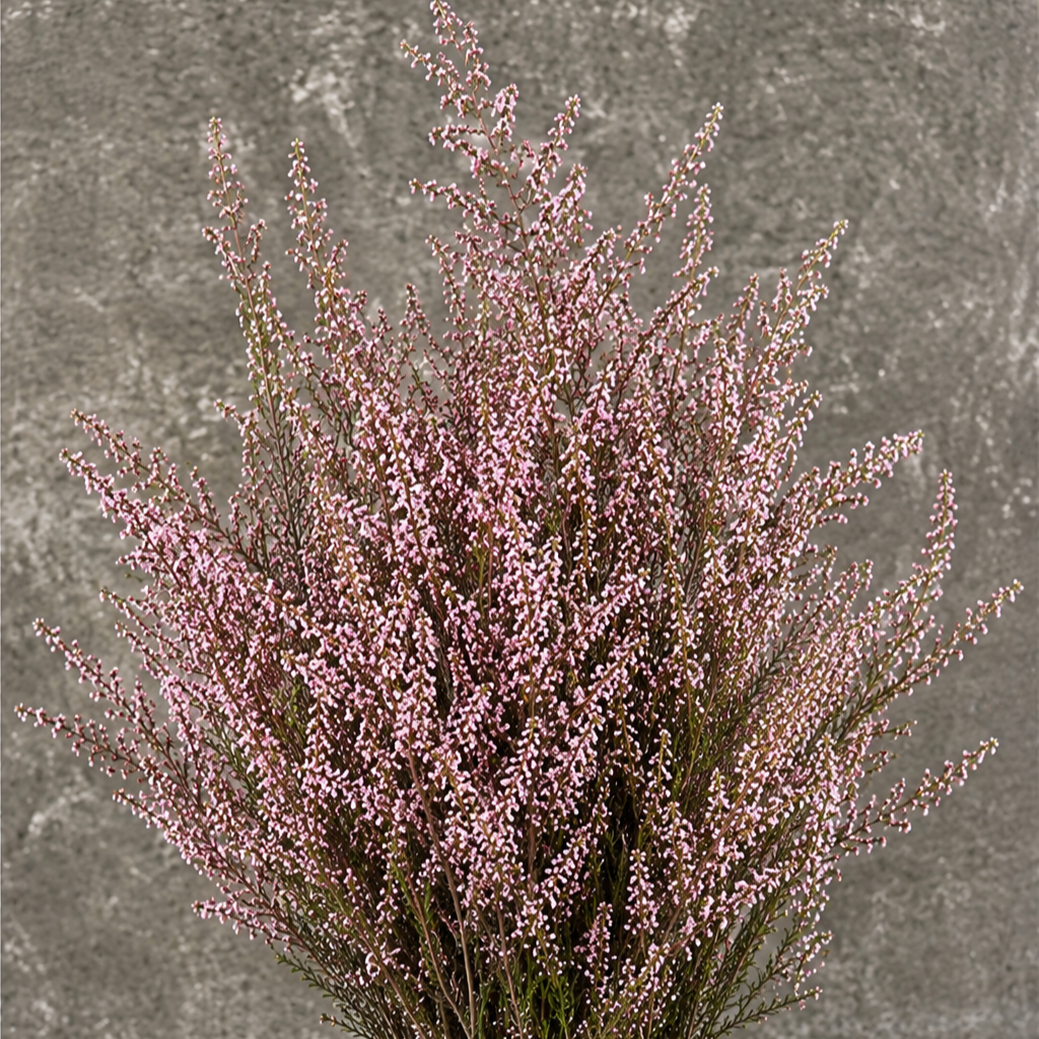 Calcynia