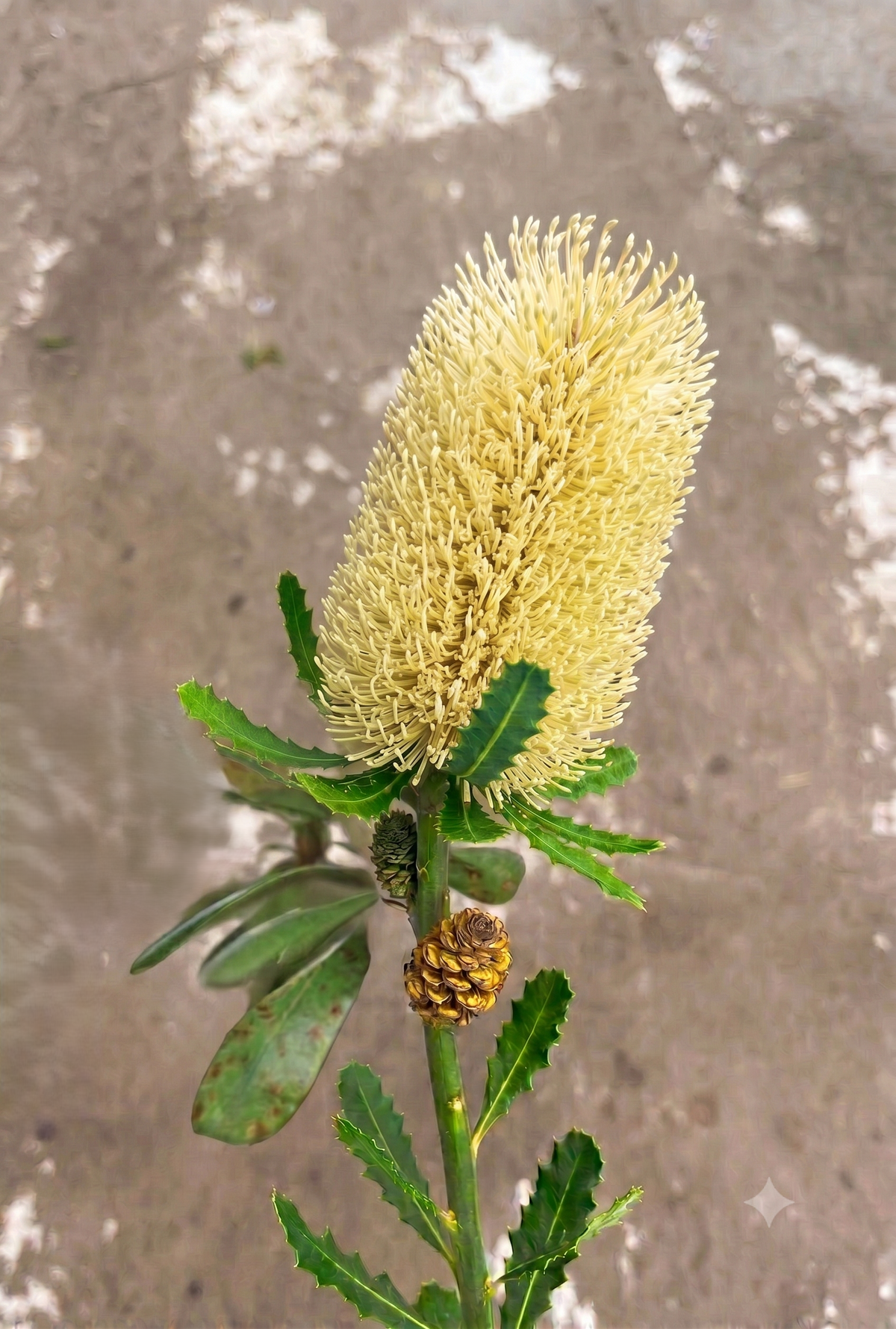 Banksia Yellow