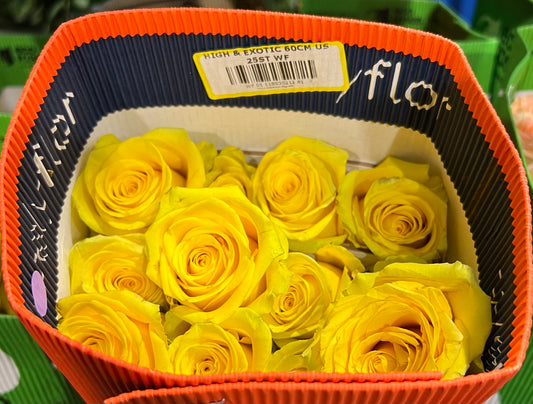 Rose High & Exotic 50 Cm