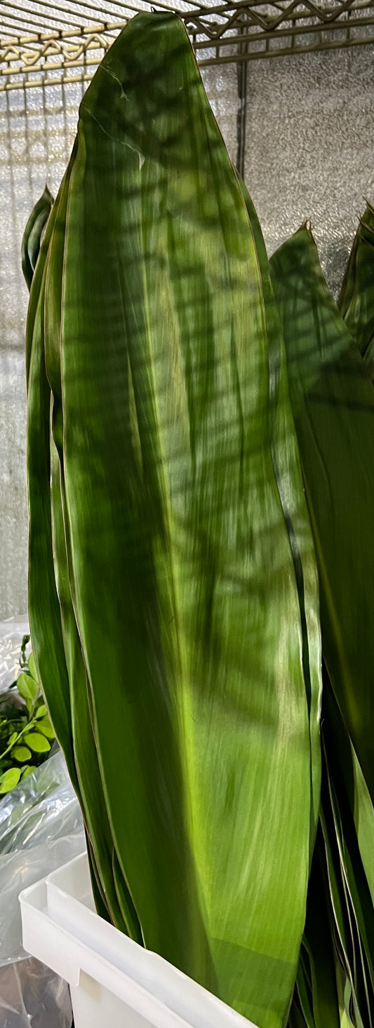 Ti Leaves