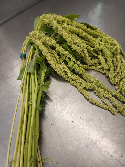 Amaranthus Green Hanging