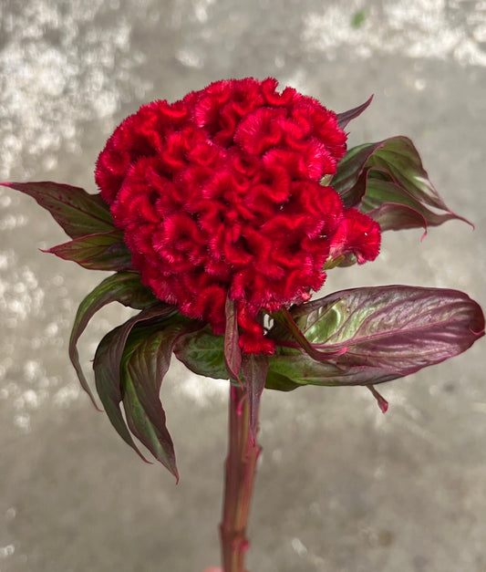 Celosia Coxcomb Red Bunch(5)
