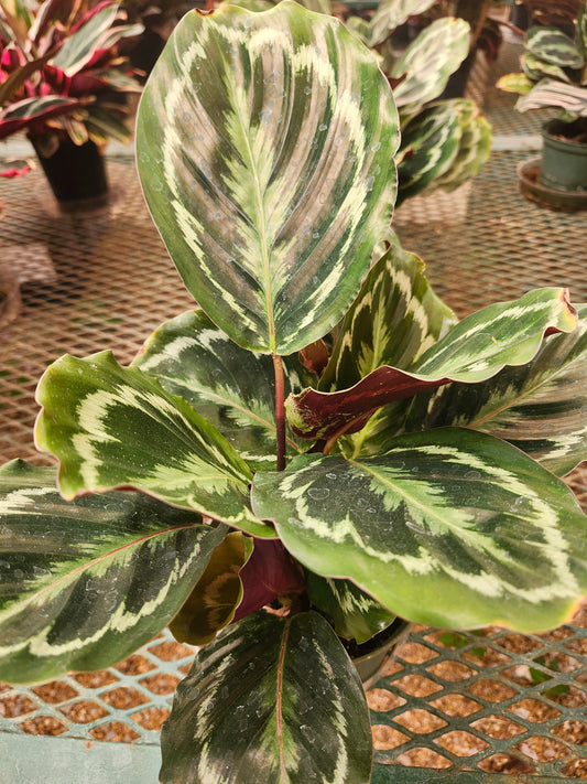 Calathea 06"