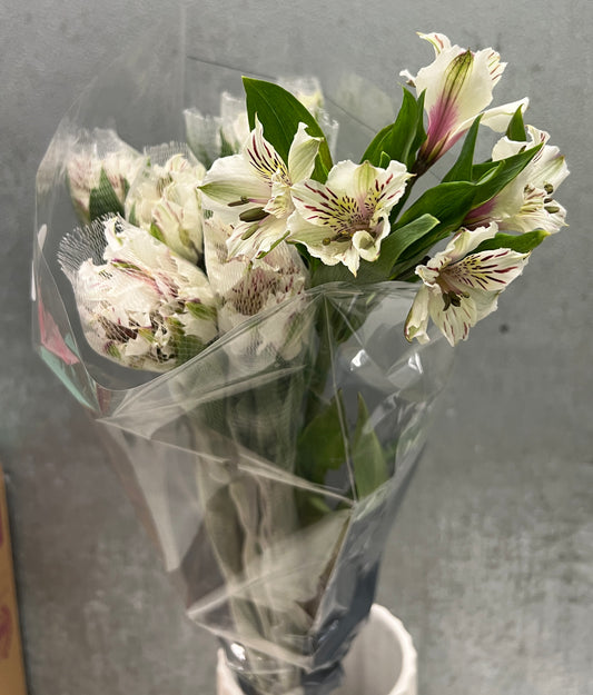 Alstromeria Premium White