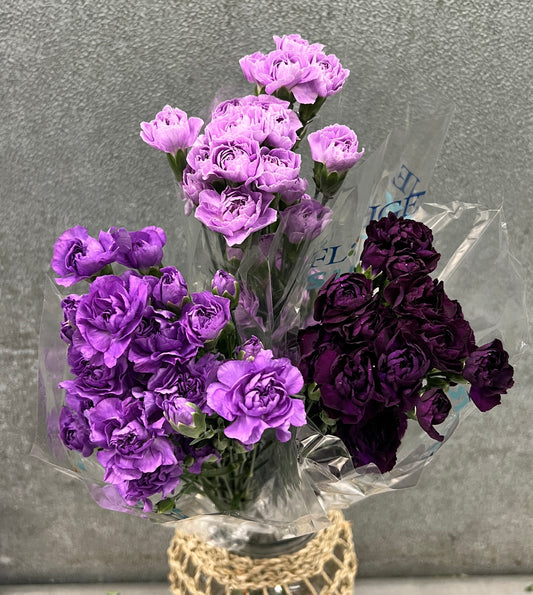 Carnation Mini Florigene Bu(10)