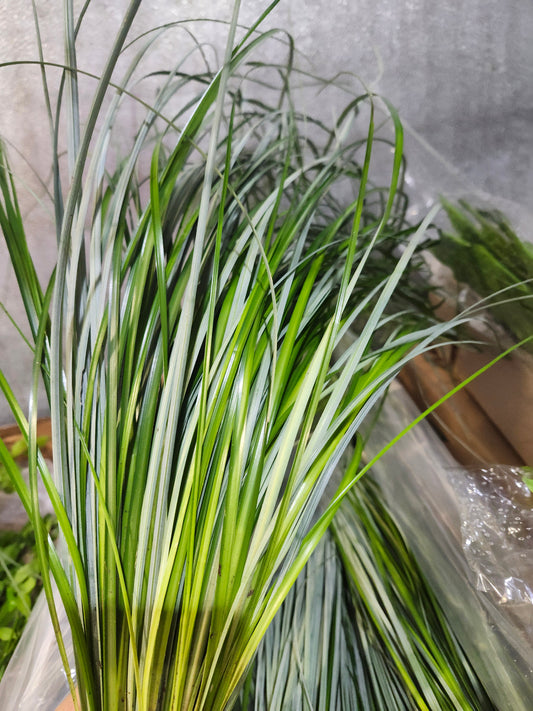 Bear Grass