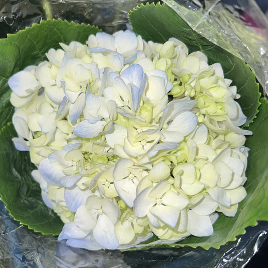 Hydrangea Blue- Light
