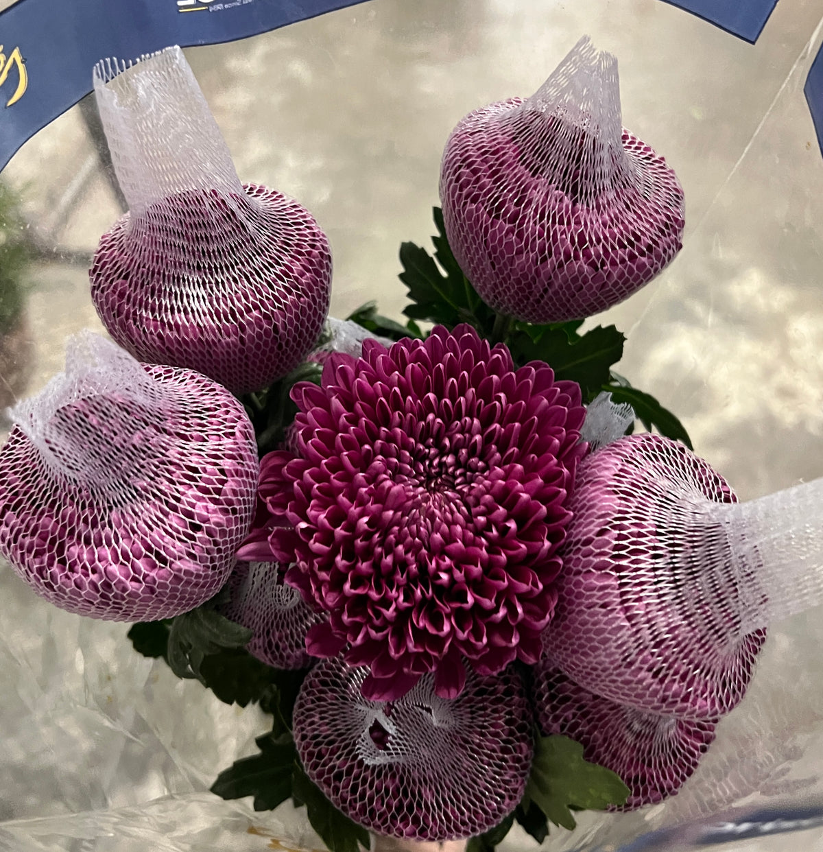 Mum Disbud Purple Andrea