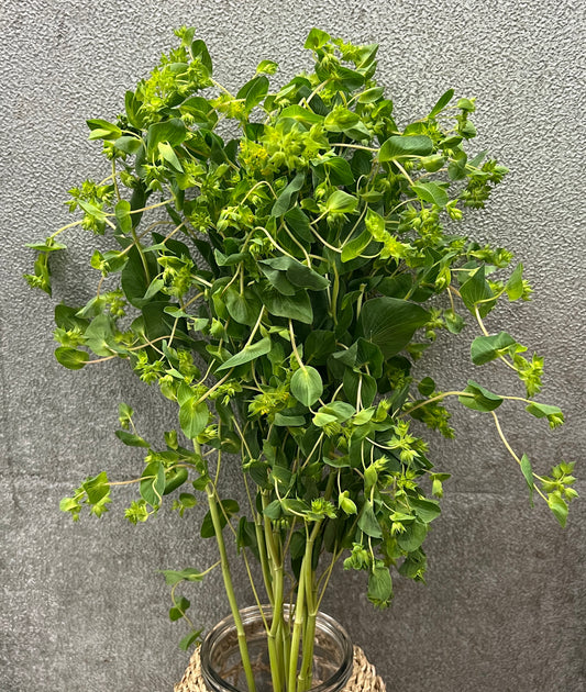 Buplurum