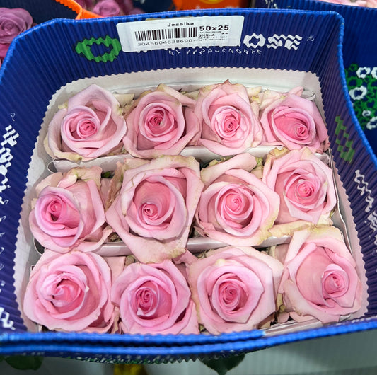 Rose Jessica 60 Cm