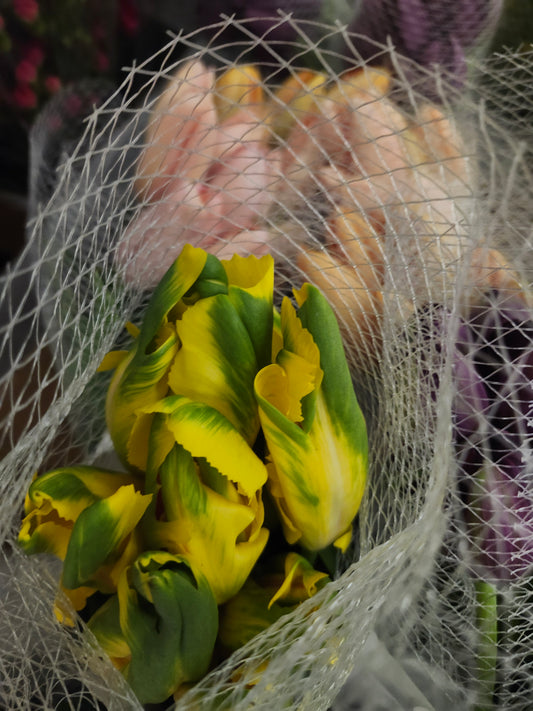 Tulips Parrot