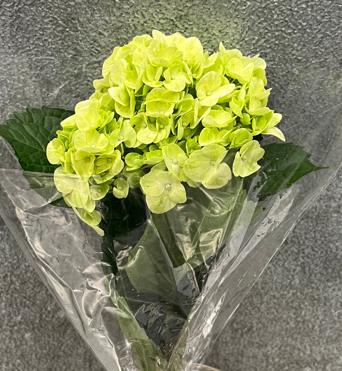 Hydrangea Lime