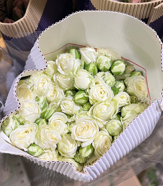 Rose Spray White