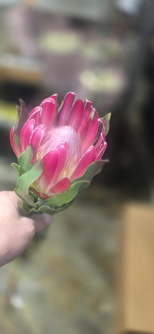Protea Pink Mink