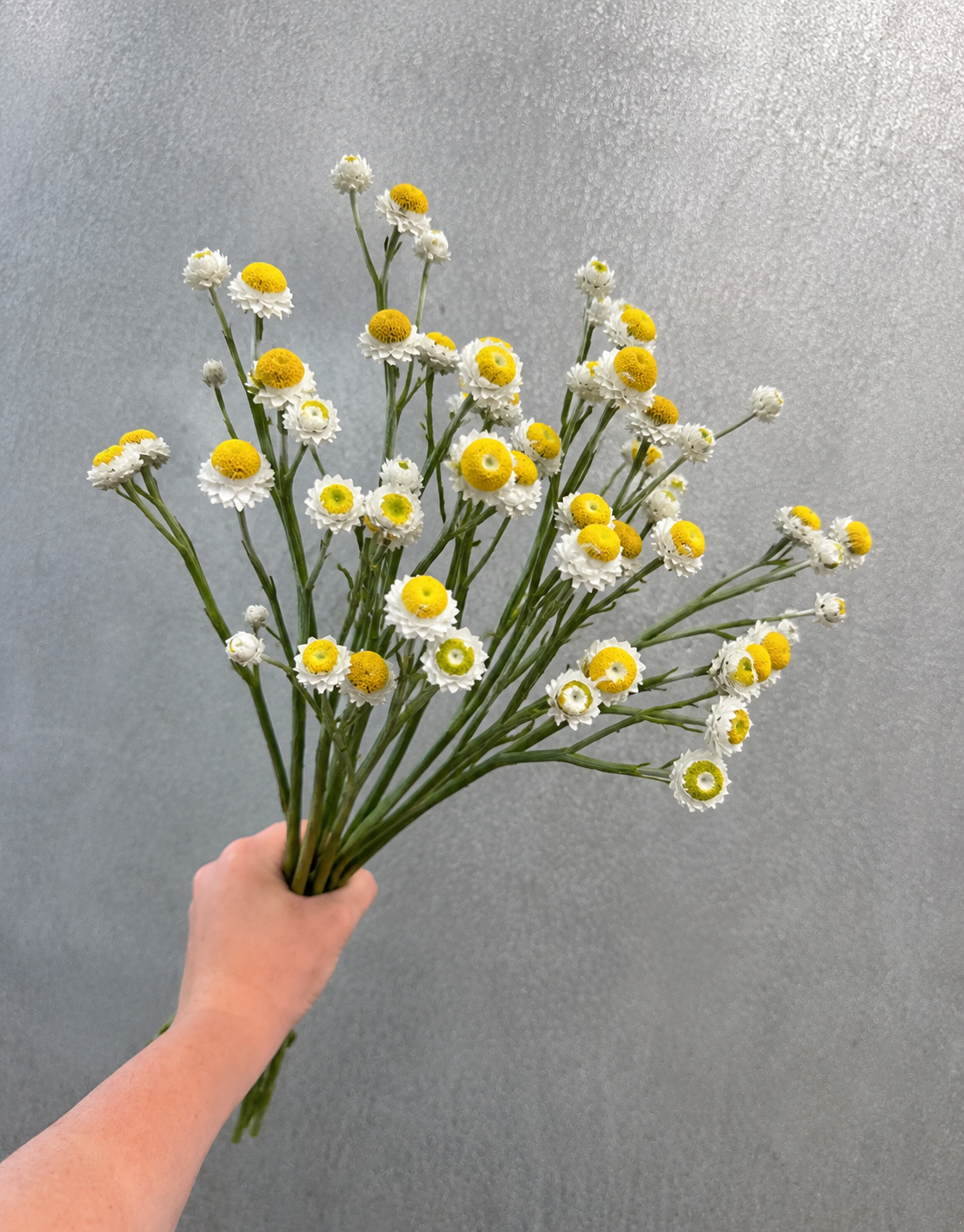 Ammobium