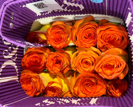 Rose High & Magic 60 Cm