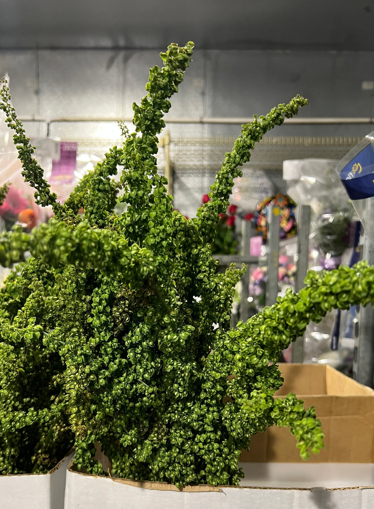 Rumex
