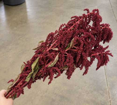 Amaranthus Red Upright