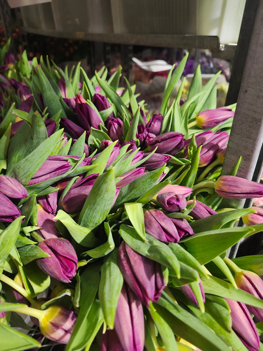 Tulips Purple