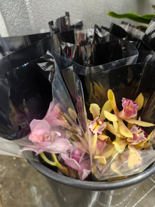 Orchid Cymbidium Spray Mini